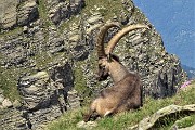 Al Lago Rotondo di Trona e sul Pizzo Paradiso, solo in compagnia degli stambecchi l’8 luglio 2019- FOTOGALLERY